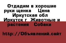 Отдадим в хорошие руки щенка. › Цена ­ 1 - Иркутская обл., Иркутск г. Животные и растения » Собаки   